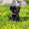 Animigos World of Nature Mini - Svart Katt